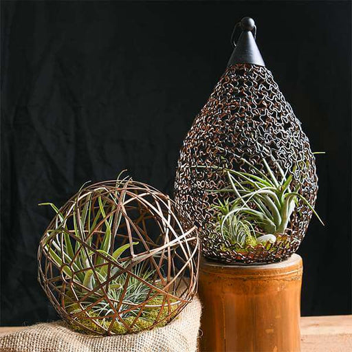 attractive arrangement of air plants 