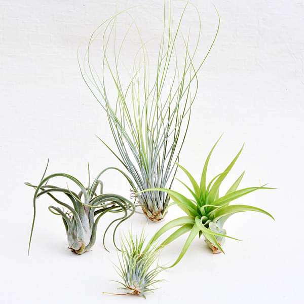 best 4 classic air plants pack 