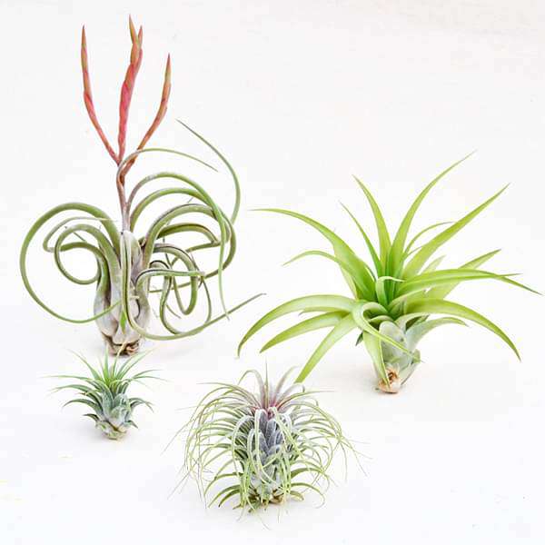 best 4 elegant air plants pack 