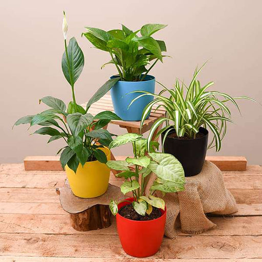 best 4 plants to kill indoor pollution 