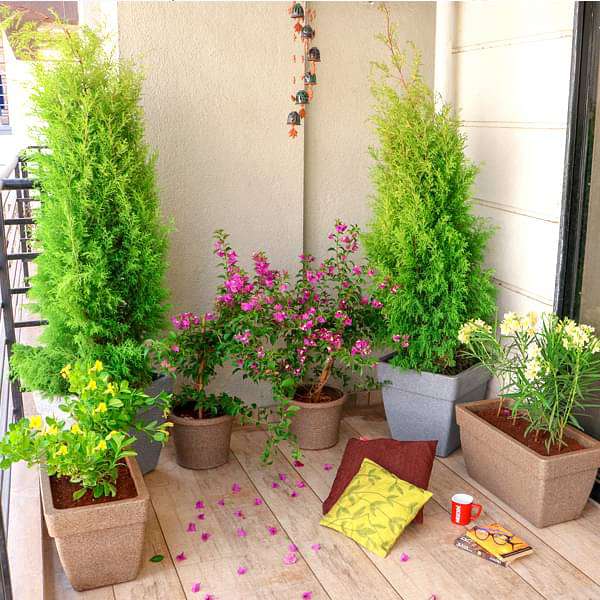 charming flowering and foliage plants for a garden in balcony 