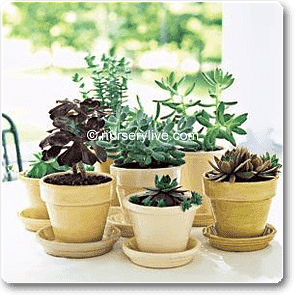 comfortable 3bhk (classic) plant decor pack 