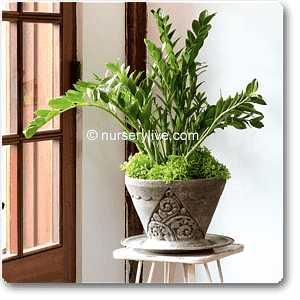 comfortable 3bhk (economy) plant decor pack 