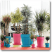 cozy 2bhk (classic) plant decor pack 