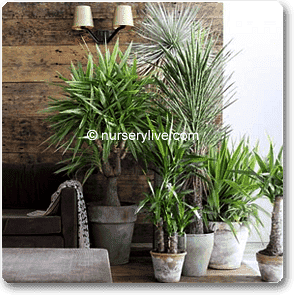 cozy 2bhk (economy) plant decor pack 