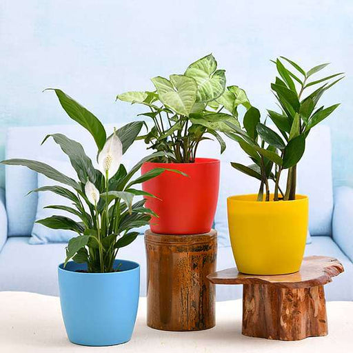 cute shade loving indoor plants for office 