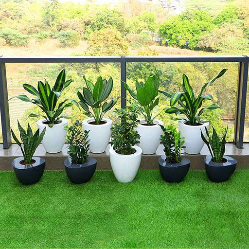 decorate indirect light receiving balcony with garden plants 