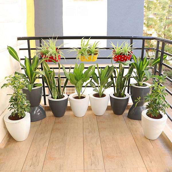 evergreen foliage plants for easy balcony gardening 