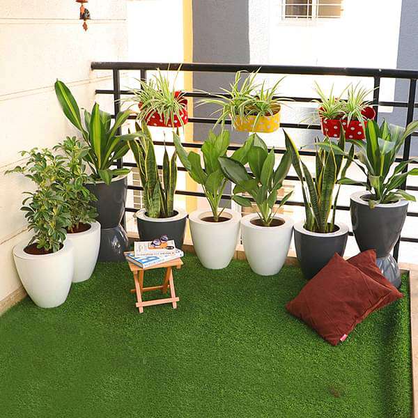 evergreen foliage plants for easy balcony gardening 