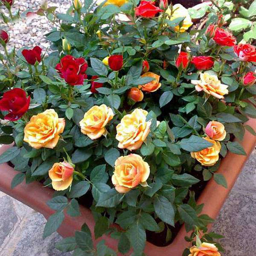 exotic 12 roses garden pack 