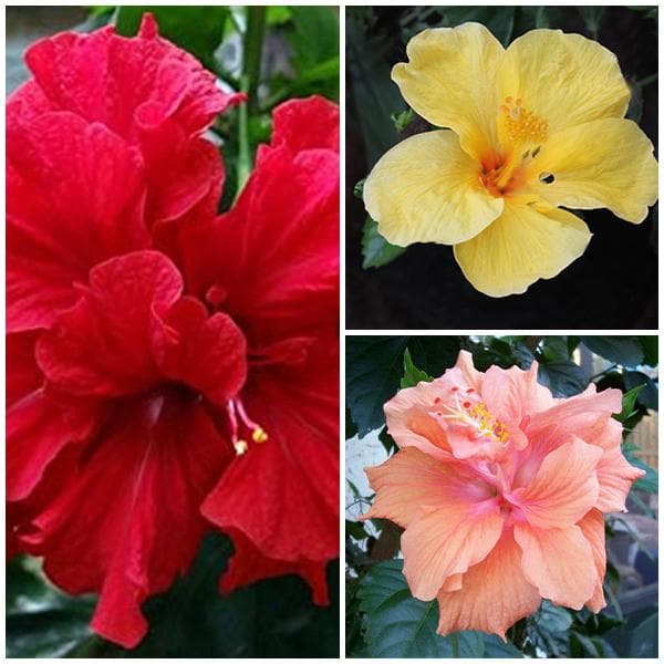 hibiscus (pack of 3) - plant