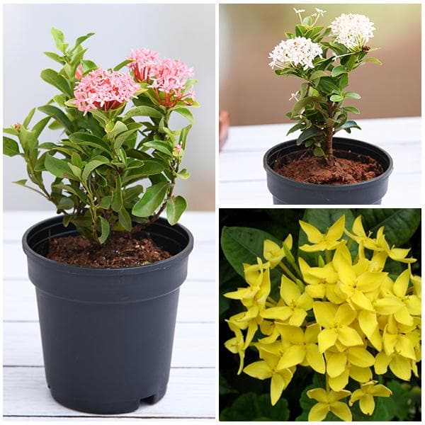 ixora (pack of 3) - plants