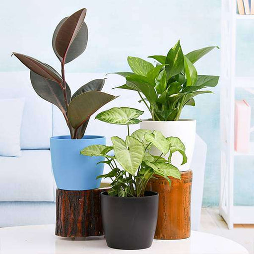 low maintenance indoor plants for home decoration 