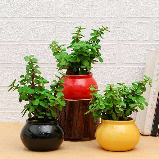 pack of 3 good luck jade plants in ceramic pots 