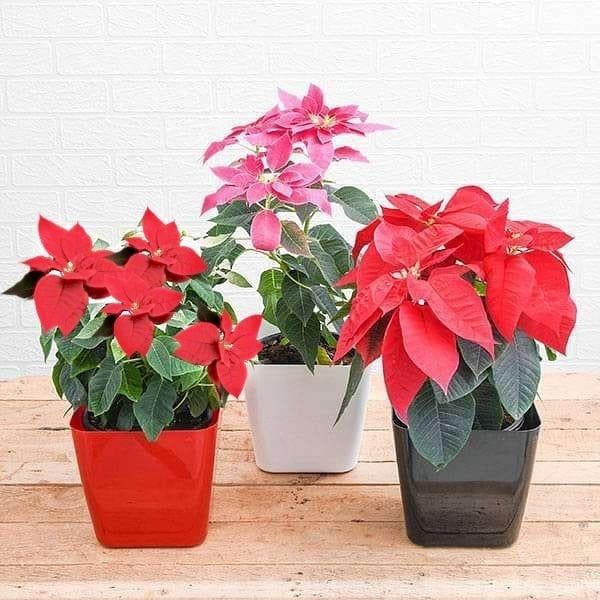 poinsettia 