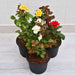 set of 3 love rose plants pack 