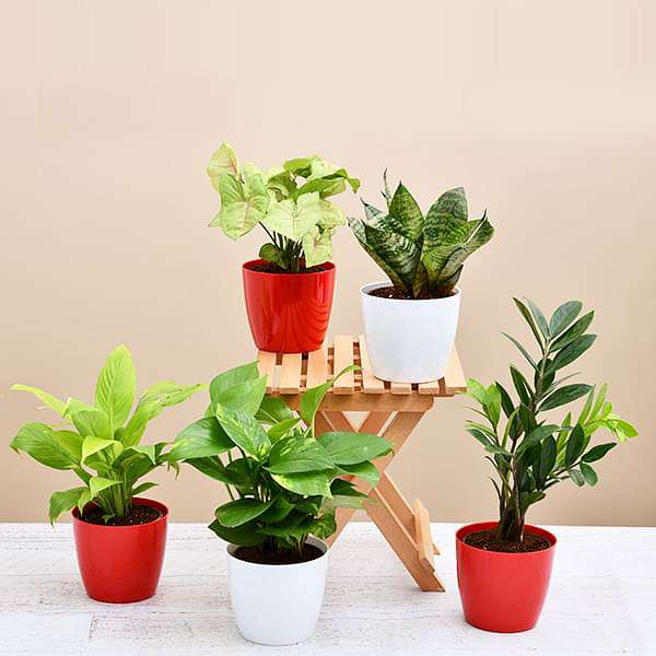 set of 5 plants to promote happiness and joy 