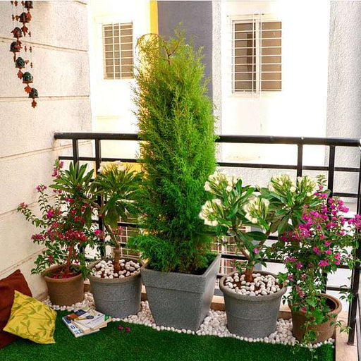 small apartment sunny balcony garden 