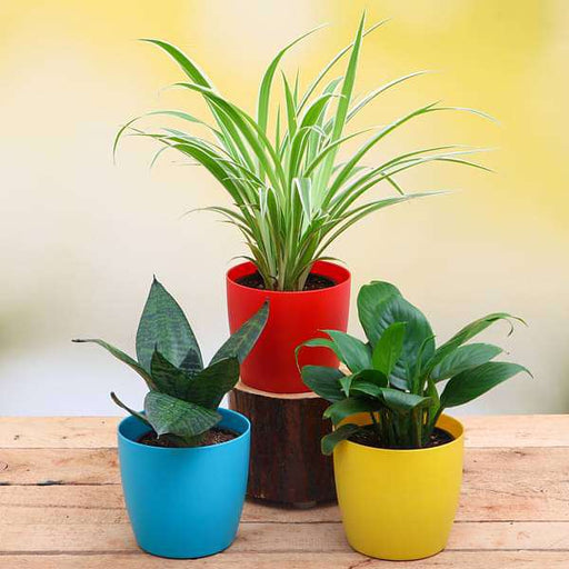 top 3 air purifier plants pack 