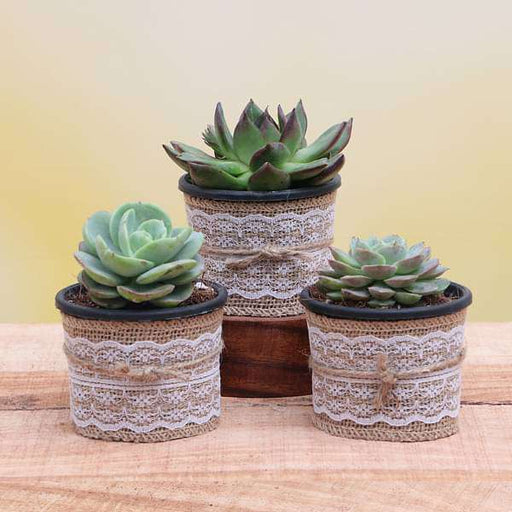 top 3 exotic succulents plant pack 