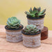 top 3 exotic succulents plant pack 