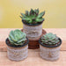 top 3 exotic succulents plant pack 