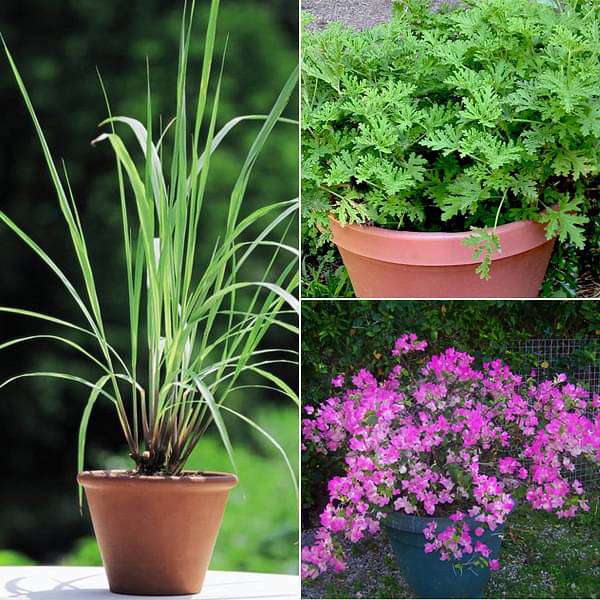 top 3 mosquito repellent plants 