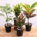 top 4 colorful foliage house plants for indoor decoration 