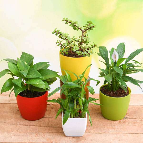 top 4 plants to bring goodluck and prosperity 