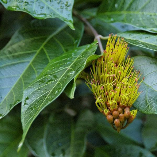 combretum fruticosum - plant