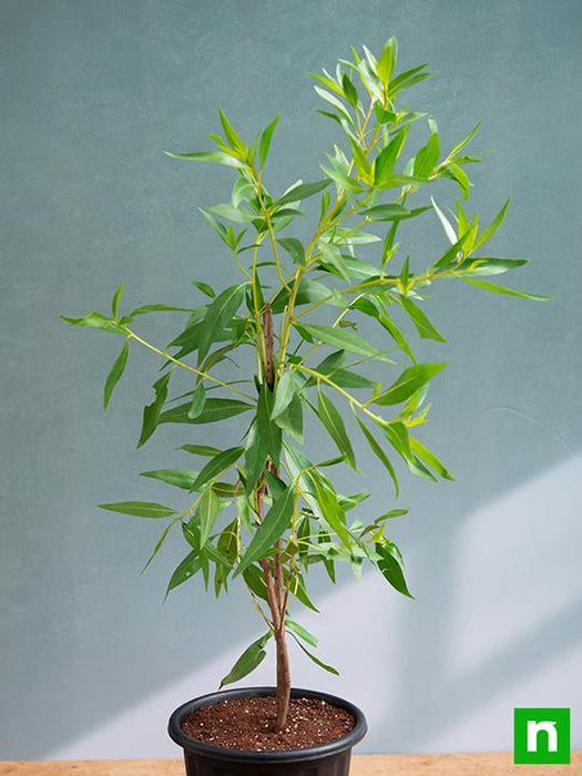 conocarpus erectus - plant