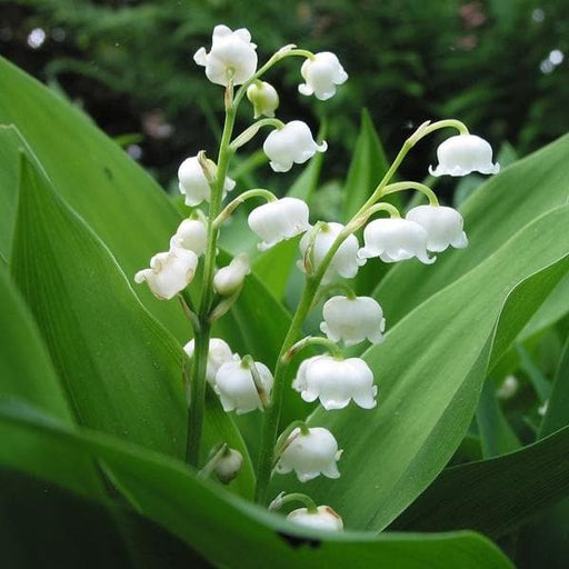 convallaria - bulbs (set of 5)