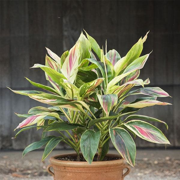 cordiline dracaena - plant