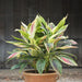 cordiline dracaena - plant