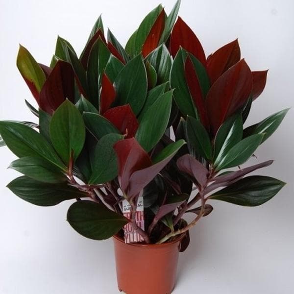 costus erythrophyl - plant