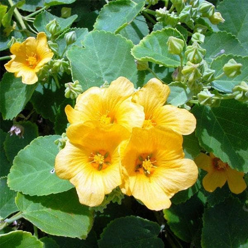 country mallow - plant