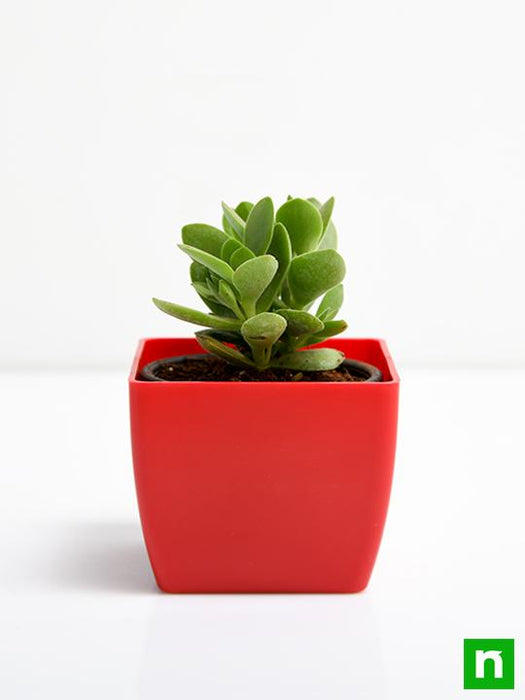 crassula cultrata - plant