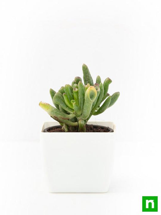 crassula hobbit - plant