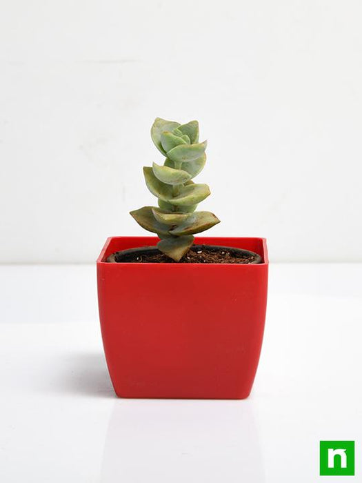 crassula perforata - plant