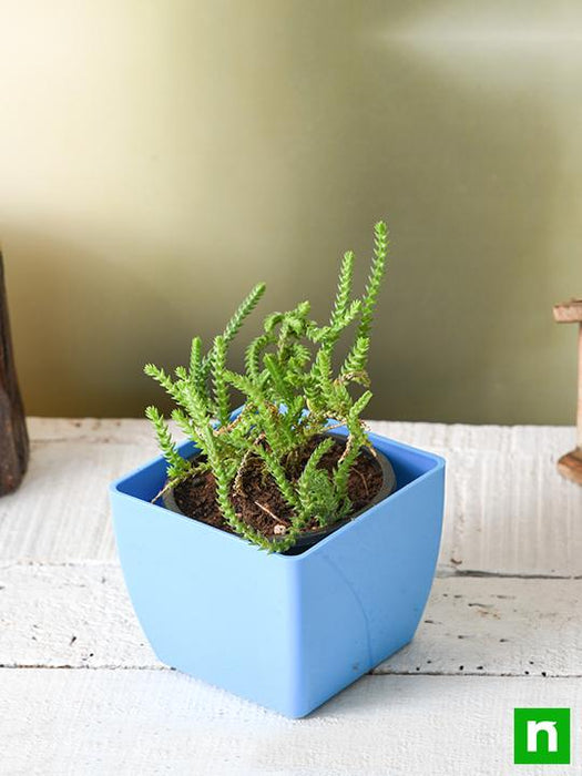 crassula princess pine - plant