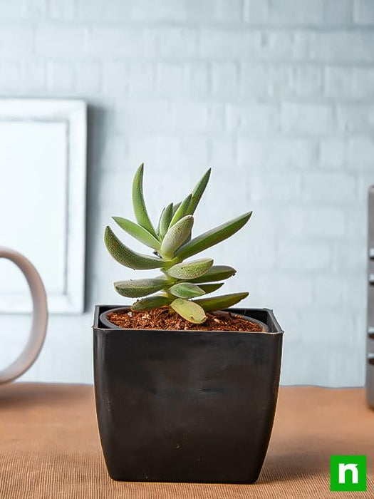 crassula surprise party - plant