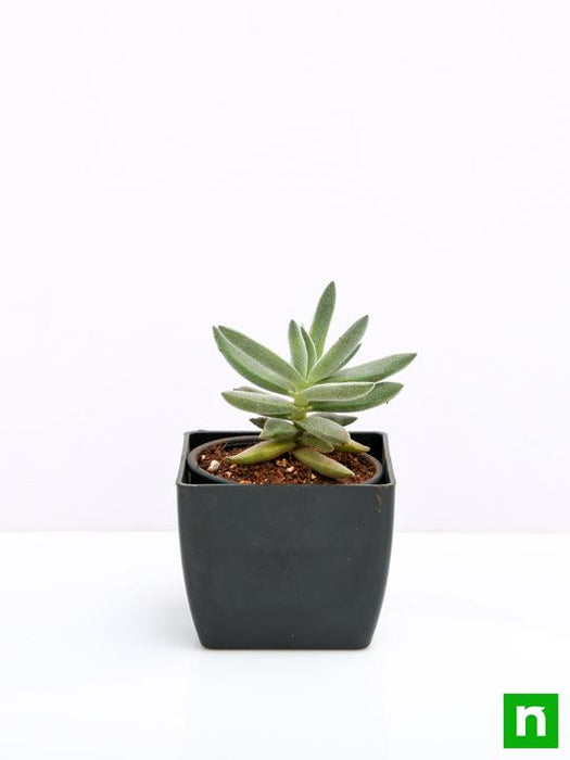 crassula surprise party - plant