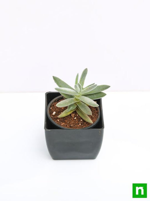 crassula surprise party - plant