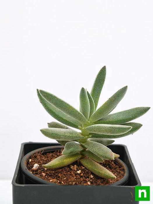 crassula surprise party - plant