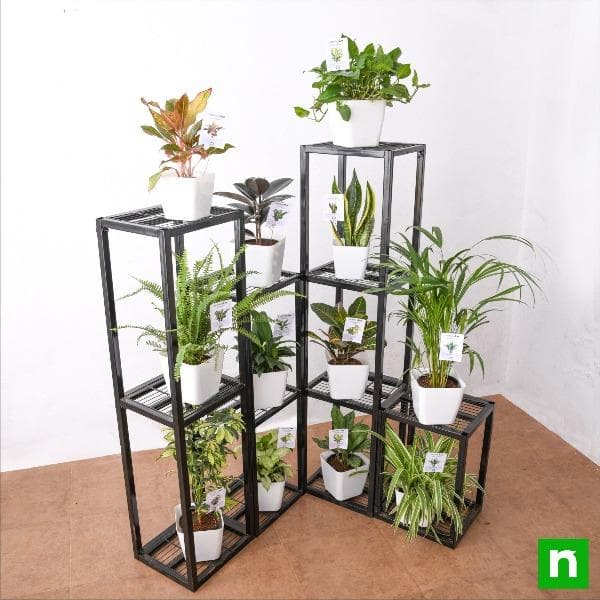 create greenery with houseplants on metal stand in indirect bright light 