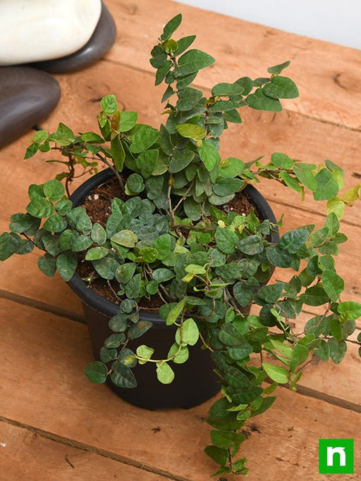 creeping fig plant - plant