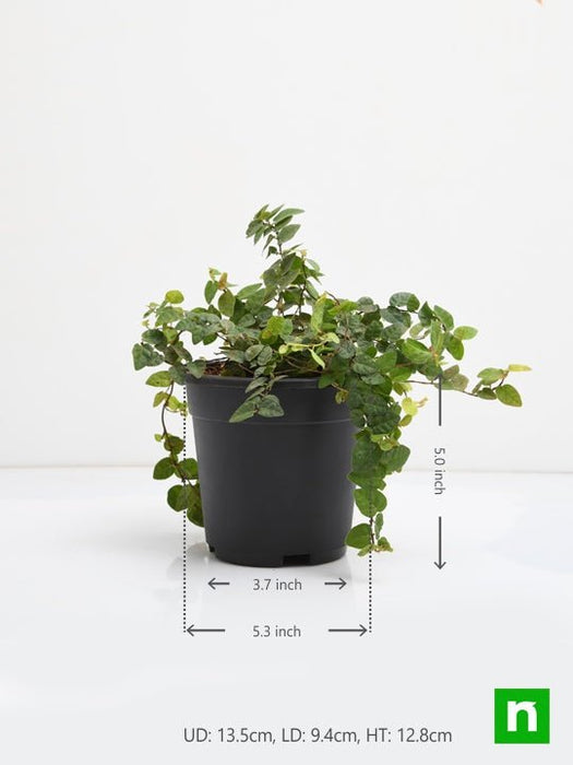 creeping fig plant - plant