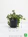 creeping fig plant - plant