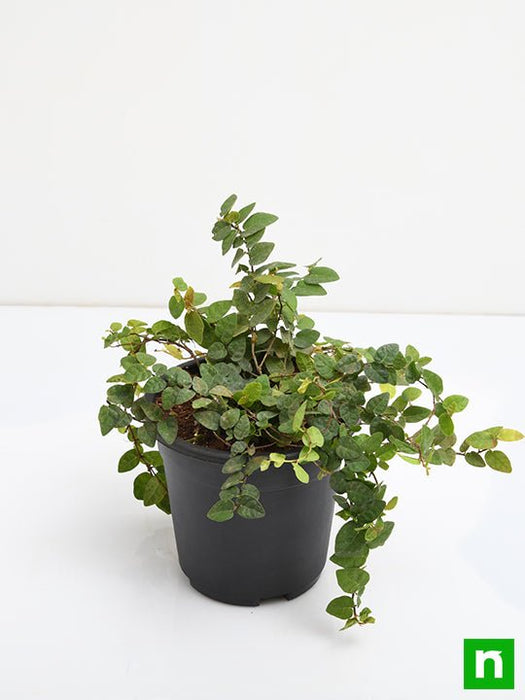 creeping fig plant - plant