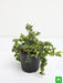 creeping fig plant - plant